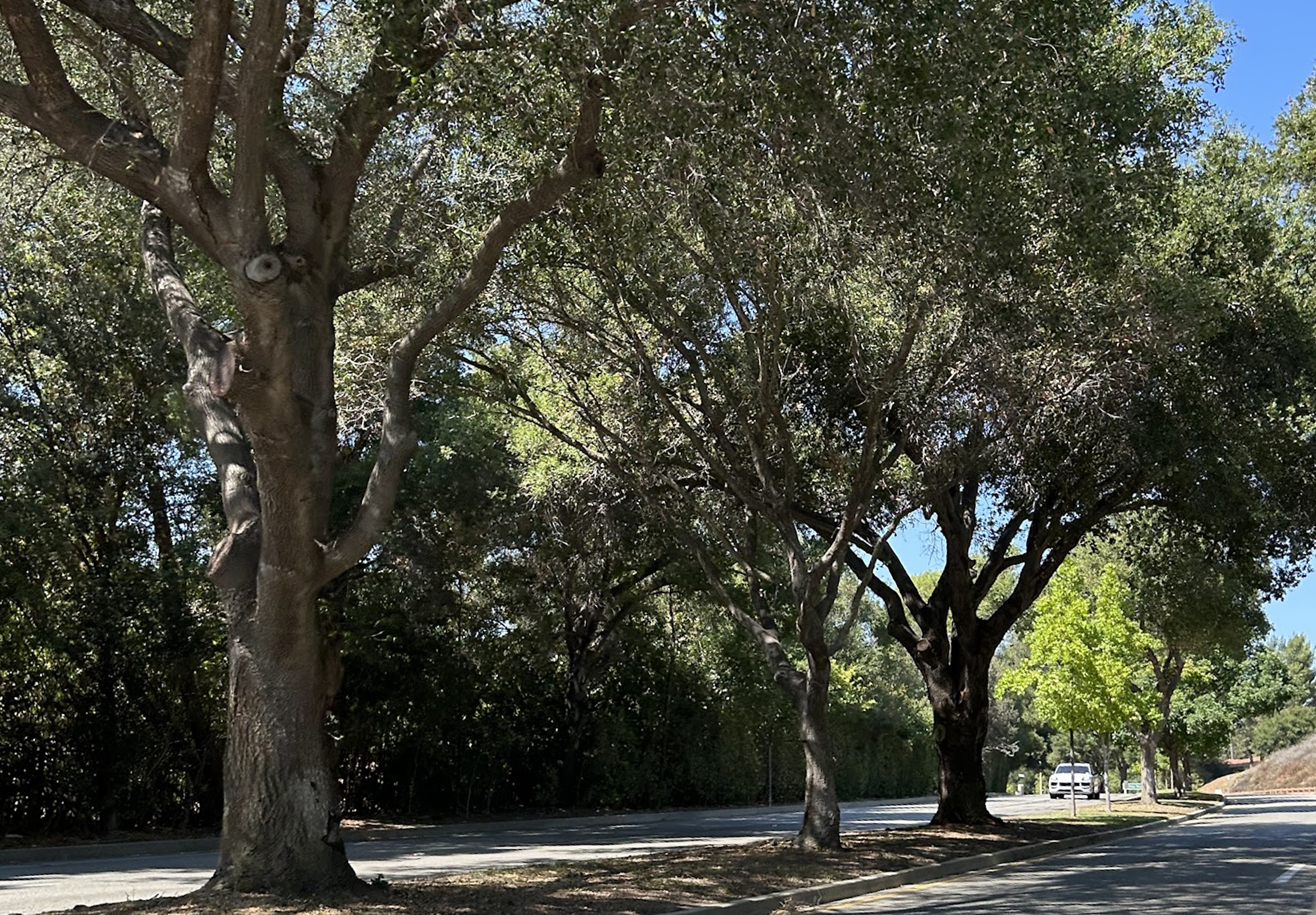 Oak trees on Erbes Rd some of the oak trees that line the streets, this time on Erbes Rd